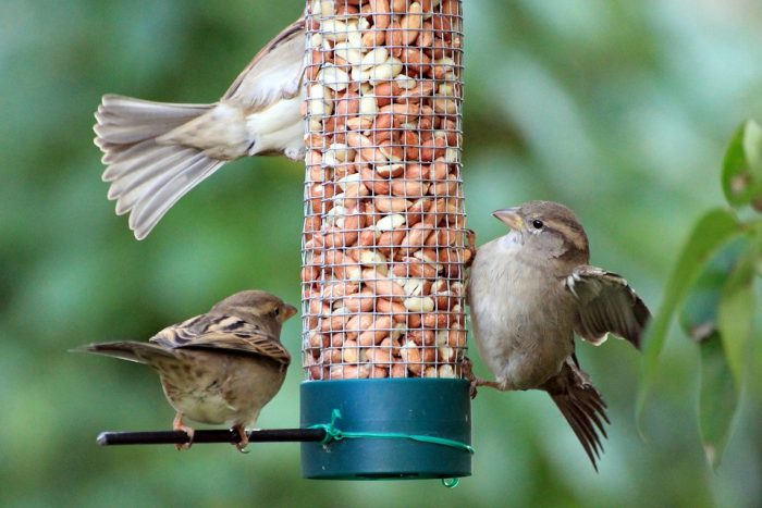 Sådan kan du præge fuglelivet i forårshaven