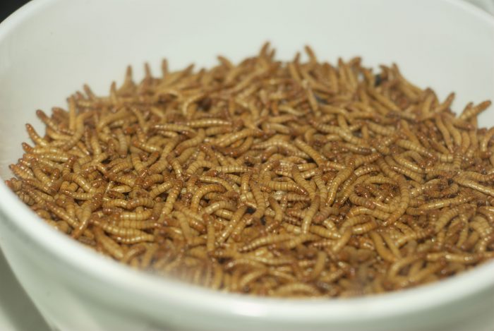 Danmark satser stort på at avle insekter til middagsbordet