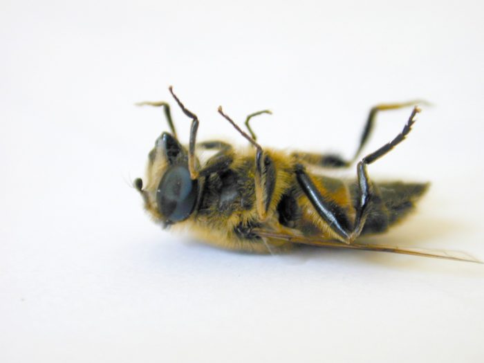 Forskere advarer: 2017 kan blive hårdt for biavlere