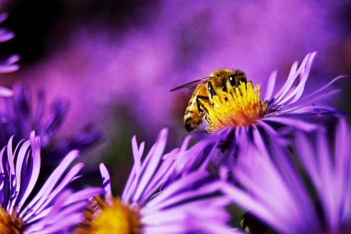 Danske biavlere om ny bekendtgørelse: Stadig problemer trods mere honning på vej