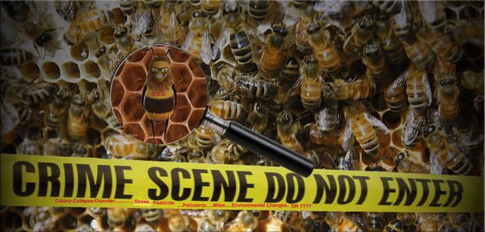 Døde bi-flokke truer erhversbiavler på levebrødet