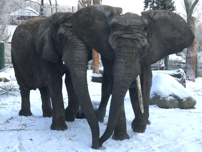 Snevejret bider: Elefanter kan få frostskader på deres kæmpe ører