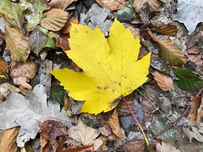 Efterårsblade skaber forsinkelser i togtrafikken – igen