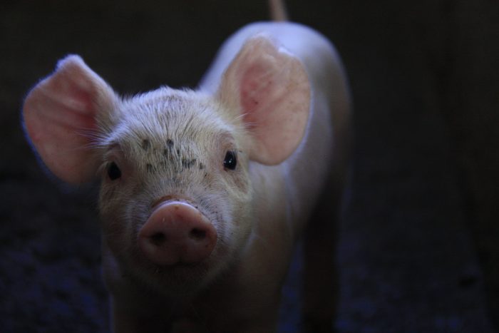 Dansk landmand om kinesisk griseovervågning: »Spændende og interessant«