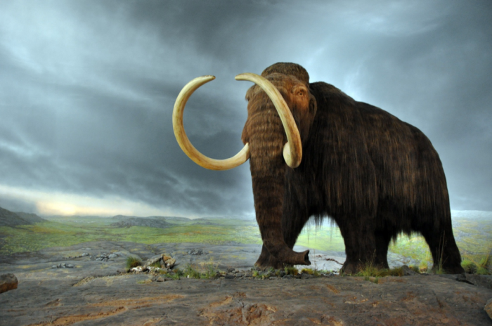 Forskere genopliver celler i 28.000 år gammel mammut