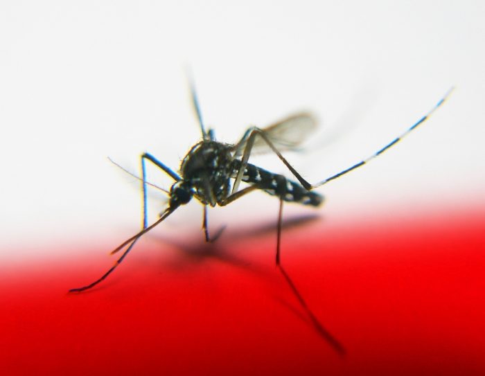 Danske gravide rejser trods zika-fare