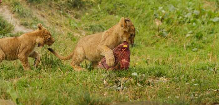 Københavns Zoo: Lange ventelister på at få sin hest spist af løver