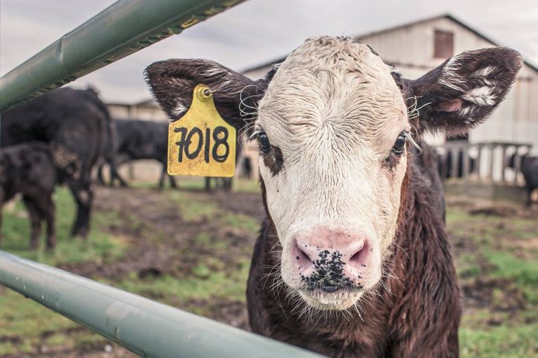 Psykolog: Veganere oplever eksistentiel angst