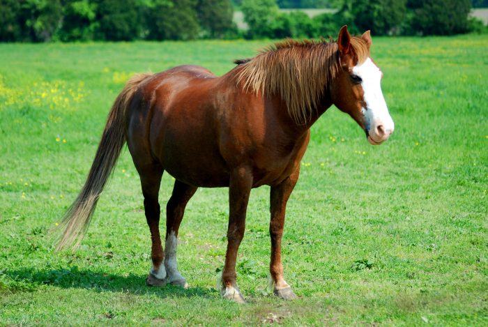 Vrinsk! Ny hestelinje hjælper unge med særlige behov