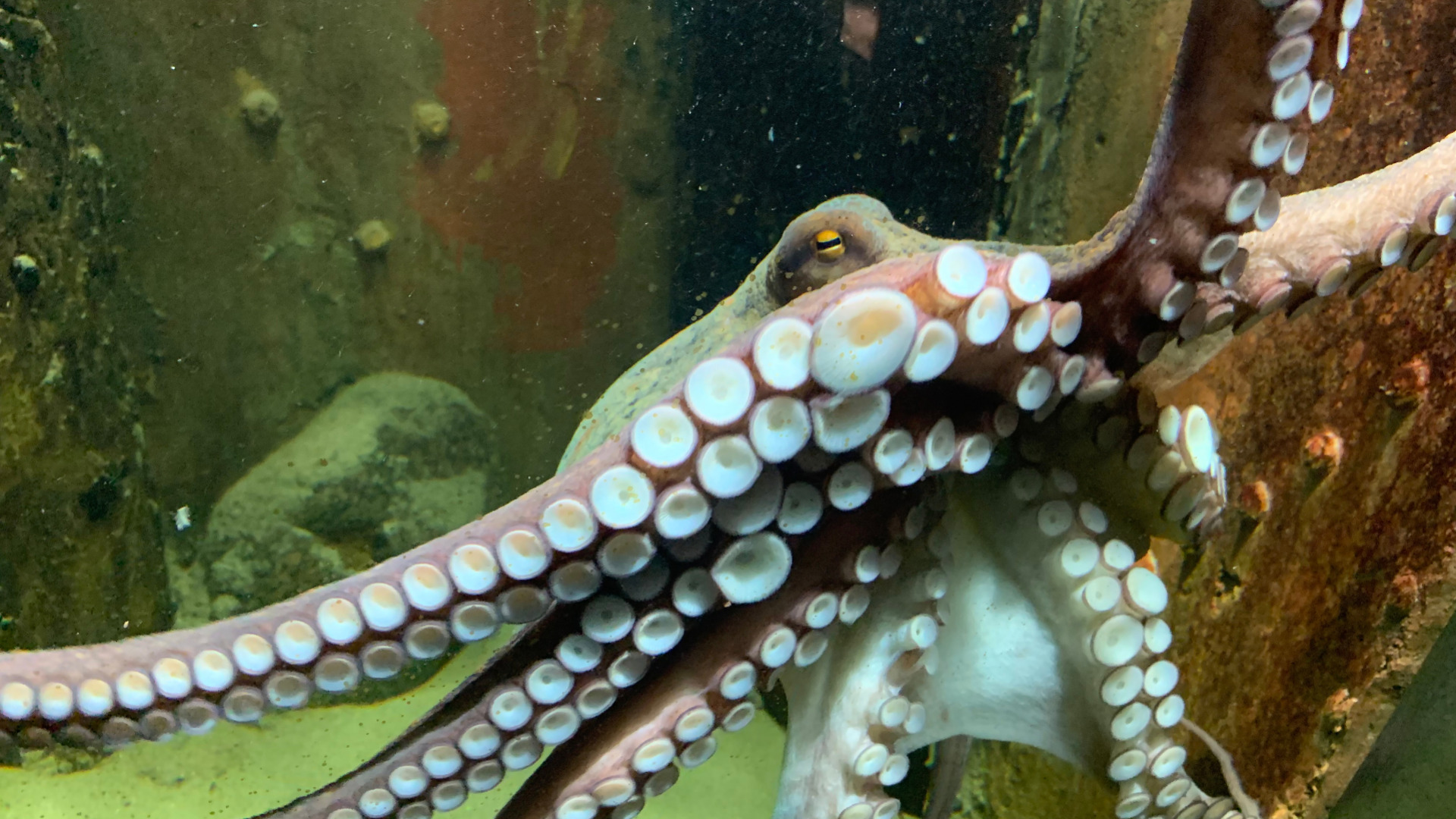 Close up af ottearmet blæksprutte