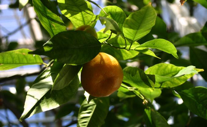 Hvad er forskellen på en mandarin og en klementin?