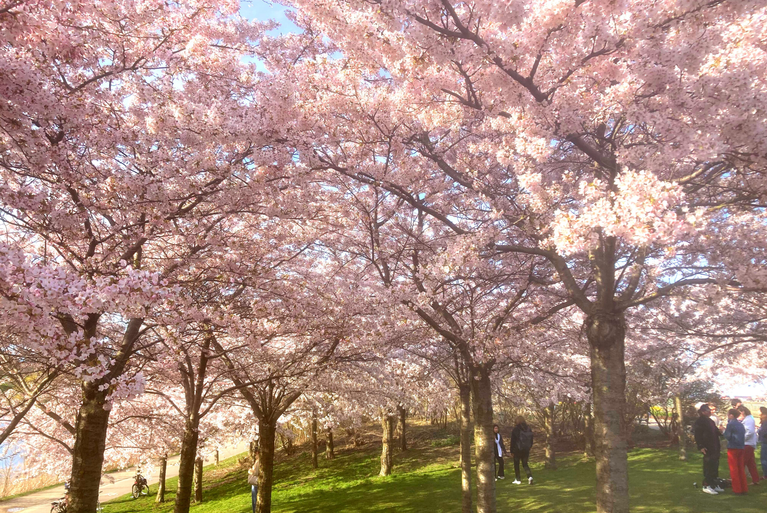 Sakura træer