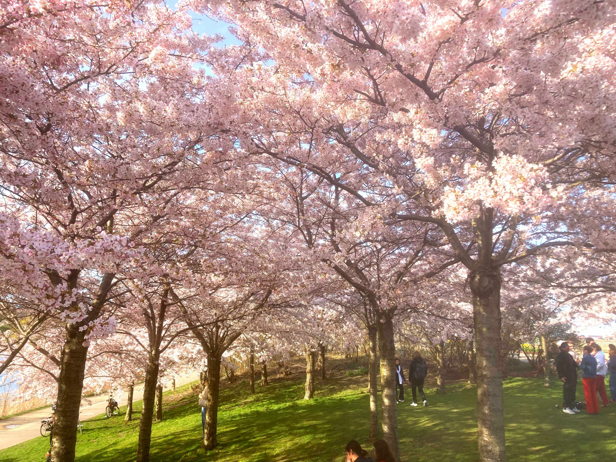 Sakura træer ved langelinie