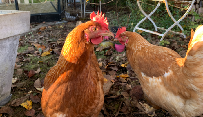 Borgerne i Furesø Kommune elsker høns