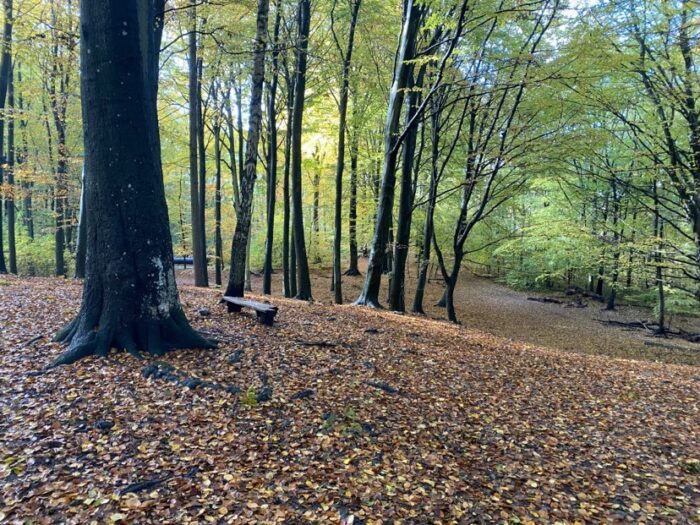 Naturstyrelsen udpeger to skove til urørt skov i Allerød Kommune