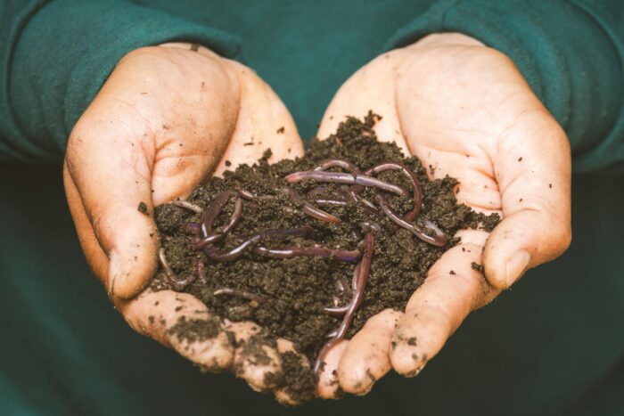 Gratis orme: Sådan bliver din have miljøvenlig