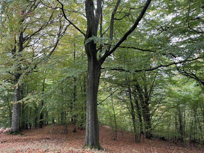 Gribskov-hegn skal samle naturen, men deler borgere: “Det er jo ikke meningen, at fru. Hansen skal have en elg stående i haven”