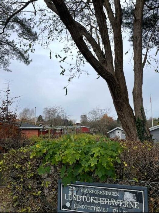 Regeringen vil slå hårdere ned på kolonihaver: ”Problemet er opstået, fordi kommunen og Kolonihaveforbundet i mange år ikke har levet op til deres ansvar”