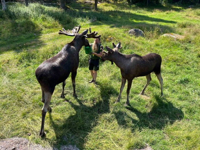 Elge i Gribskov: Blodtørstig kæmpe eller sky hjort? Elge i Gribskov: Blodtørstig kæmpe eller sky hjort?