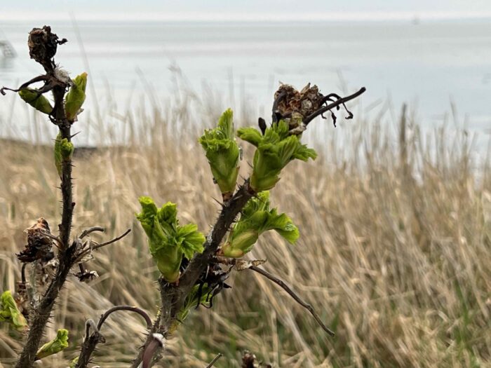 Kystbeskyttelse skal forhindre erosion i Strandparken