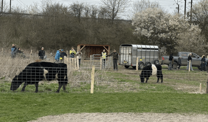 To køer skal nu trække borgere ud i naturen i Albertslund