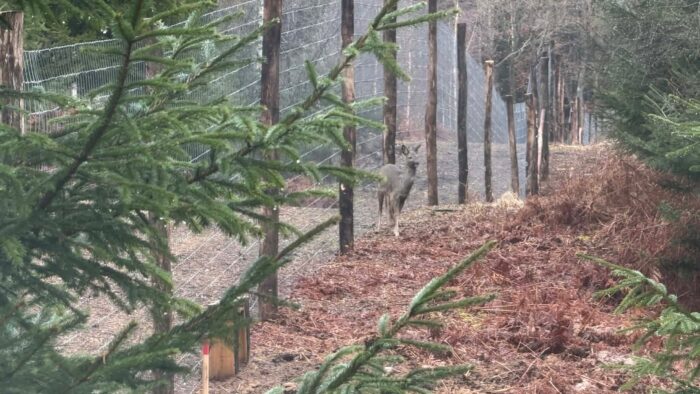 Hegnet ved Naturnationalparken Gribskov. Foto: Lotte Bøgedal